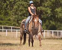 kid-safe-quarter-horse
