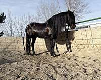 16-hand-andalusian-stallion