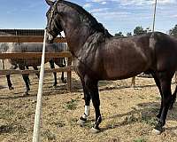 16-hand-andalusian-horse