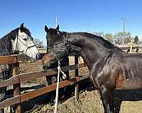 16-hand-stallion
