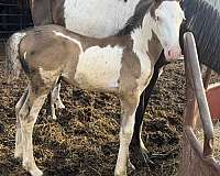 overo-clydesdale-colt