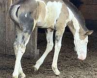 overo-draft-colt
