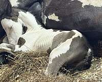 overo-warmblood-colt