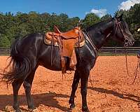do-it-all-friesian-horse