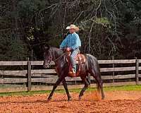 fella-friesian-horse