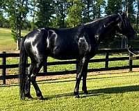 smooth-ride-friesian-horse