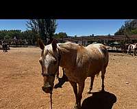 appaloosa-horse-for-sale