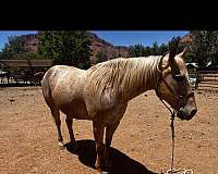 appaloosa-horse