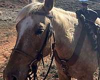 appaloosa-mare