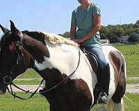 draft-cross-horse