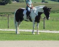 spotted-draft-horse