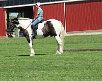 beginner-draft-horse