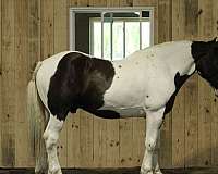 draft-horse