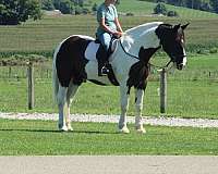 driving-draft-horse