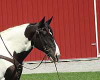 husband-safe-draft-horse
