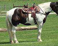 jumping-draft-horse