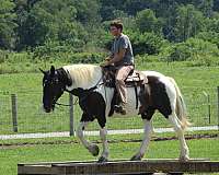 kid-safe-draft-horse