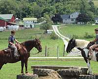mounted-patrol-draft-horse