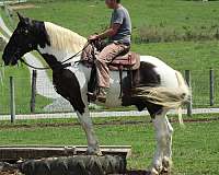 parade-draft-horse
