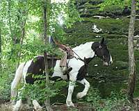 pleasure-driving-draft-horse