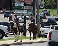 ridden-english-draft-horse