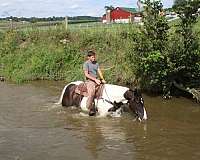 ridden-western-draft-horse