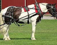 team-driving-draft-horse