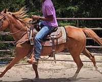 quarter-horse-mare