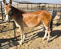 good-to-shoe-mule