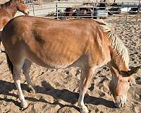 ridden-western-team-driving-mule