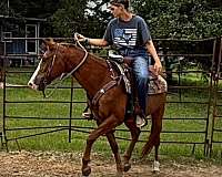16-year-old-mare-quarter-horse
