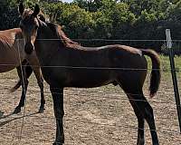 equitation-barock-pinto-horse