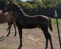 halter-barock-pinto-horse