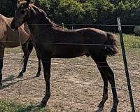 sport-barock-pinto-horse