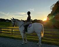 all-around-quarter-horse