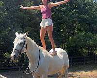 english-pleasure-quarter-horse