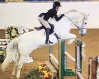 experienced-quarter-horse
