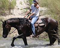built-percheron-horse