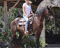 cut-percheron-horse