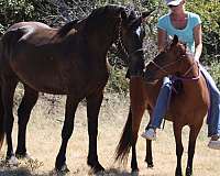 delivery-percheron-horse