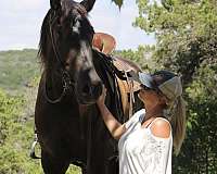 down-percheron-horse