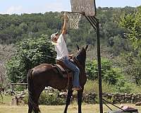 eager-percheron-horse