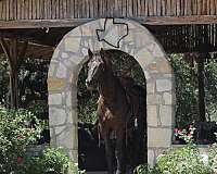 etc-percheron-horse