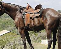 family-gelding-percheron-horse
