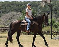 floaty-percheron-horse