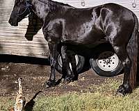 friesian-cross-percheron-horse