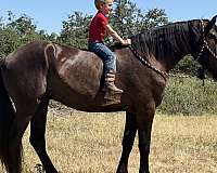 bouncy-percheron-horse