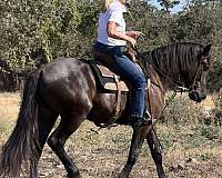 comes-percheron-horse