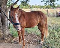 companion-pony