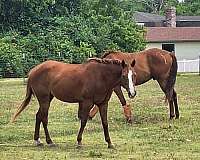 ridden-english-pony